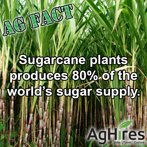 Sugarcane Plants Produce 80 of World’s Sugar Supply